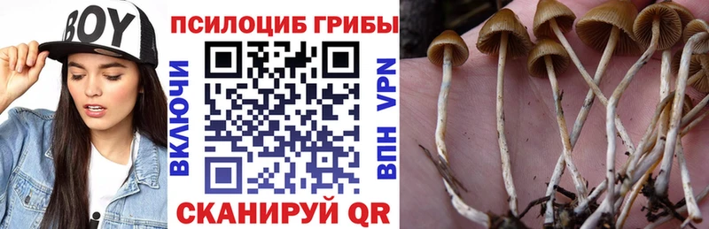 Псилоцибиновые грибы Psilocybe Балаково